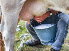 Coraz większy kryzys na rynku mleka. Rolnicy chcą interwencji Brukseli
