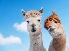 Jak jest opodatkowana VAT działalność rolnicza