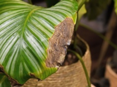 Liście roślin brązowieją? Zamiast chwytać za nożyczki, zrób tę jedną rzecz