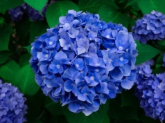 Jedna łyżka do wody i cud w ogrodzie. Hortensje zrobią się intensywnie niebieskie