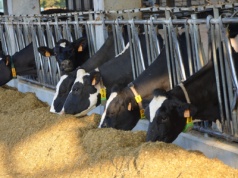 Jak zarobić więcej na mleku, gdy koszty rosną? Forum Mleko 2026 – ostatnia szansa na zapisy