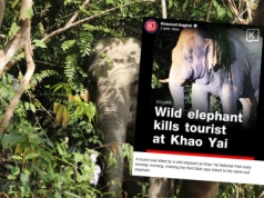 Dramat w Tajlandii. Słoń zabił turystę w parku narodowym. To nie pierwszy jego atak