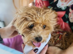 Znalazły się pieniądze na rejestr zwierząt. Efekt afery o schroniska?