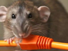 Zbankrutowali przez smaczne kable. Operator upada przez plagę szczurów