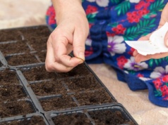 Babcia robi to z nasionami przed siewem. Ma plony zdrowe, jak nikt