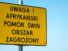 Koniec „czerwonej strefy” w Polsce. Rolnicy odetchną po miesiącach restrykcji ASF