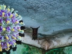 Nowy, tajemniczy wirus. Objawy są poważne. Trop prowadzi do nietoperzy