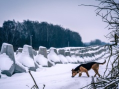 Rzecznik Wojska Polskiego dla SmogLabu: przyroda jest naszym sojusznikiem