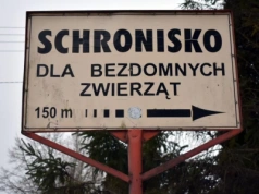 Chcą odwołania kierowniczki schroniska w Pawłowie. Rośnie liczba podpisów pod petycją