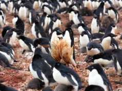 Odchody pingwinów mogą pomóc chłodzić Antarktydę