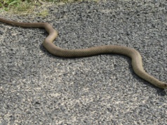 Nagle na peron wpełzł wąż. Pasażer nie wahał się ani chwili