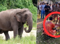 Trzeci śmiertelny atak słonia w Parku Narodowym w Tajlandii. 69-letni turysta nie żyje