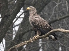 Nowy lokator rezerwatu przyrody. Być może założy rodzinę