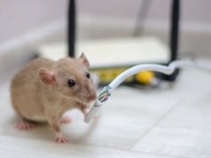 Dostawca internetu ogłasza upadłość. Powód? Tego nikt się nie spodziewał