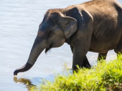 Nie żyje turysta raniony przez słonia. Kolejny taki przypadek
