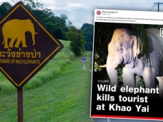 Śmiertelny atak w Tajlandii. Dziki słoń zabił turystę