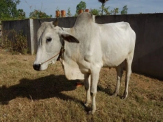 Mercosur może ruszyć już w marcu