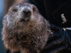 Świstak Phil przepowiedział kolejne sześć tygodni zimy