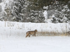 Niezwykłe nagranie z lasu trafiło do sieci. Taki widok to rzadkość