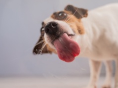 Psy rozumieją nas lepiej, niż nam się wydaje. Wielu słów uczą się, podsłuchując naszych rozmów