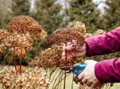 Zrobisz to w dobrym terminie – hortensje obsypią się kwiatami. Spóźnisz się o chwilę i nie zakwitną wcale