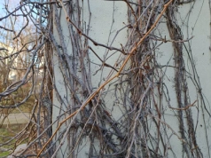 Gdy mróz zelżeje, ogrodnicy będą ciąć winorośl. Ten jeden dzień zadecyduje o całych zbiorach