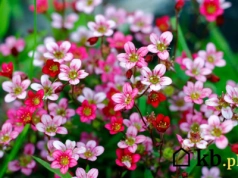 Mrozoodporna, sucholubna i piękna roślina na skalniak i na rabatę. Masz ją u siebie?