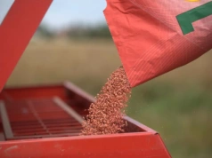 14 nowych odmian zbóż jarych. Sprawdź, co trafi do rejestru