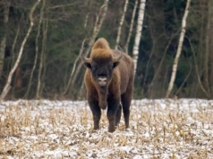 Czy wiesz że … żubr, mimo swojej masy porusza się zaskakująco sprawnie?