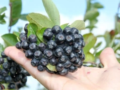 Wysoki plon, jędrne owoce – o nawożeniu aronii słów kilka