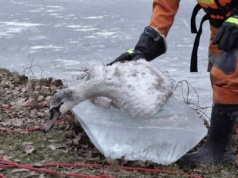 Ptaki ofiarami zimy. Mróz nie dał szans (ZDJĘCIA)