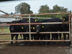 Ceny bydła 3.02.2026: ubojnie nie chcą podnosić, a rolnicy sprzedawać. Jakie stawki?