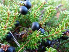 To nie borówki ani jagody. Gatunek skrajnie rzadki w Polsce i Europie