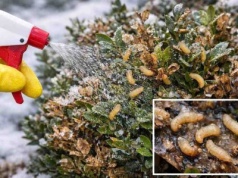 Spryskaj tym krzew po zimie. Wszystkie larwy ćmy bukszpanowej padną