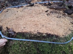 Nadleśnictwo wycięło drzewa na terenach objętych moratorium