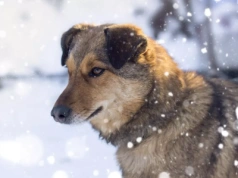 Dopłata do kojca dla psa? Minister zapowiada uruchomienie nowego programu