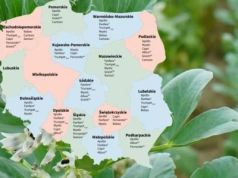 Bobik w praktyce: gleba, siew i Lista Odmian Zalecanych