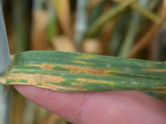 Niepokojące sygnały: septorioza uodparnia się na nowe karboksyamidy SDH