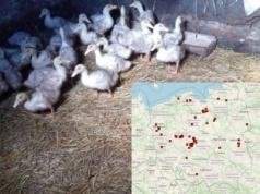 Ognisko ptasiej grypy w Polsce – to już 26. przypadek. Skala w Europie rośnie
