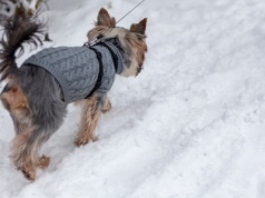 W pseudohodowli żyło 99 psów. Zarzuty dla właścicielki