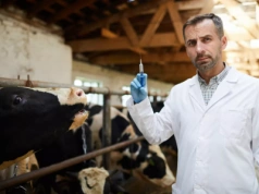 Stawki dla weterynarzy mocno w górę. Tak rząd chce zatrzymać lekarzy na wsi