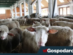 Koniec skarg na zapach obornika?