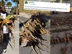 Floryda: rzadki atak mrozów sprawia, że trzeba zbierać iguany, które spadają z drzew