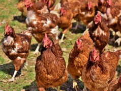 Gigant wraca do gry! Brazylia odzyskuje chiński rynek drobiu