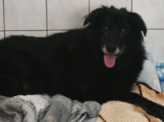 11 lat bez „swojego” człowieka, na łańcuchu przy budzie. Czarna potrzebuje pomocy