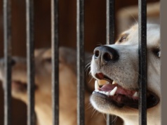 Gminy szukają schronisk dla zwierząt. Nie jest łatwo