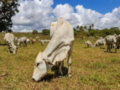 Umowa UE–Mercosur trafiła do Kongresu Paragwaju. Prezydent chce natychmiastowej ratyfikacji