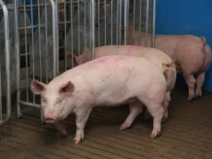 Tuczniki droższe nawet o 50 gr. Jakie są aktualne ceny świń w Polsce?