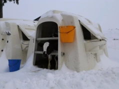 Stres termiczny cieliczki to 1000 l mleka mniej w laktacji! Jak uniknąć strat?