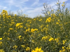 Cena rzepaku na MATIF wzrosła